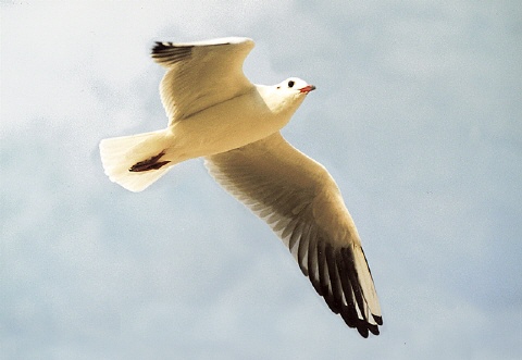 Fliegen wo Fontane wanderte